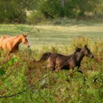 Preparing the horse to learn
