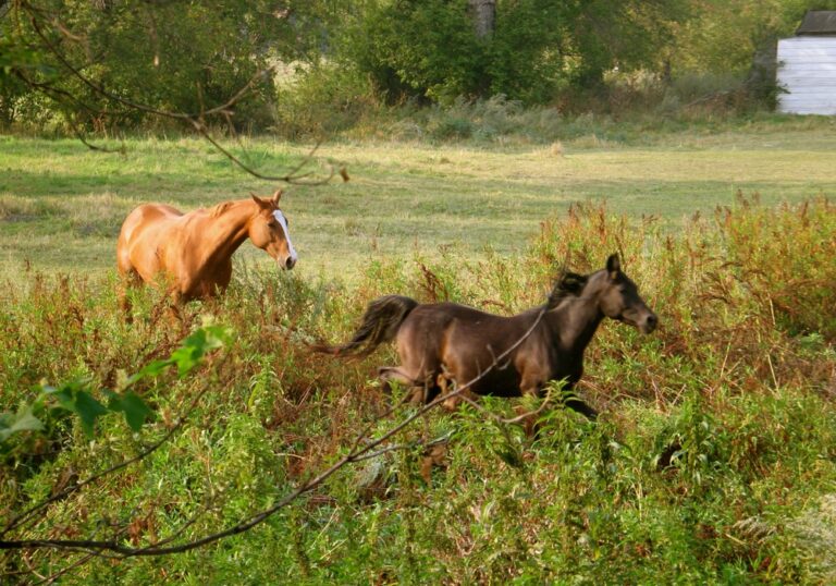 Coronary band injuries commonly occur when trailering horses