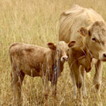 Total payment on the cattle side is slated to be $200 per breeding female.