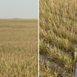 This stunted crop is the present on Stephen Vandervalk’s farm — but the southern Alberta farmer worries it’s also the future. That’s because there’s “nothing in the ground” when it comes to soil moisture, he says.
