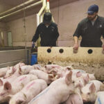 After years of losing money, hog producers were hoping for a turnaround this year, but it’s quickly slipping away.