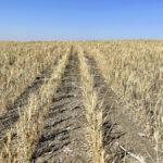 The drought just blasted Justin Bell’s wheat crop near Rosebud, northeast of Calgary. Yields of only 40 to 60 per cent of normal are common but taking advantage of soaring prices is a way to mitigate some of the loss, say market experts.