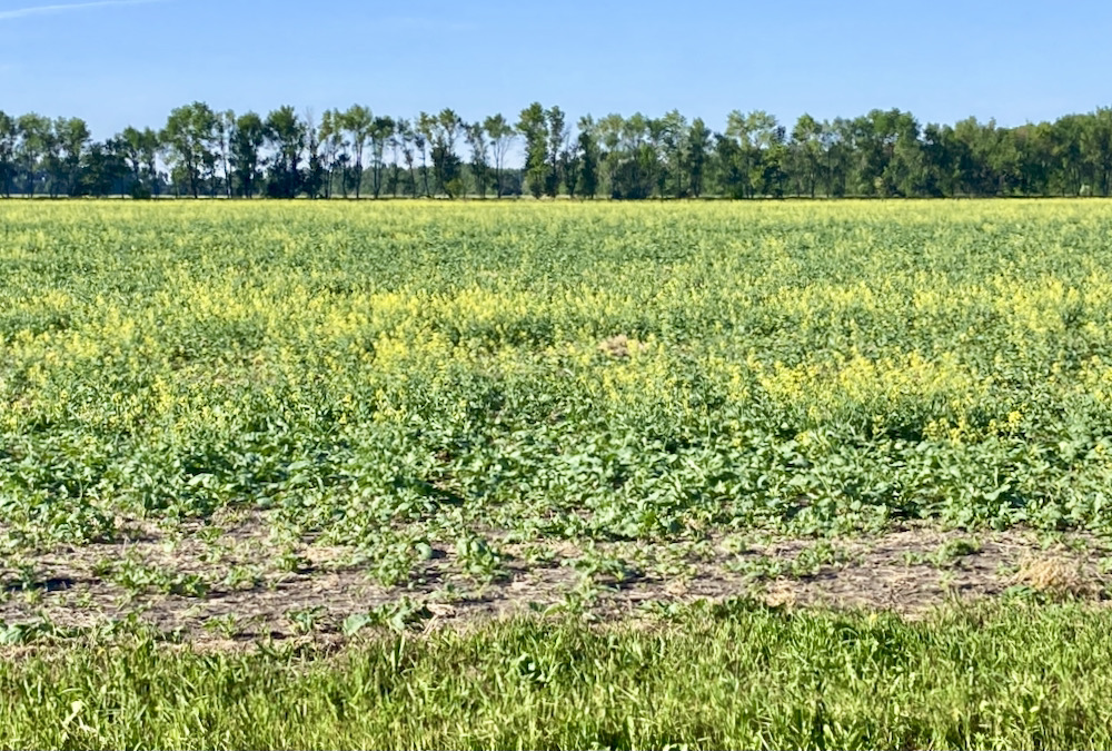 While it is important to be aware of risks associated with feeding canola forage, it may provide an alternate forage option for drought-stricken livestock producers.