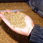 AFSC wants a grain sample before you sell to an unlicensed buyer
