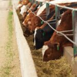 (Photo courtesy Canada Beef Inc.)