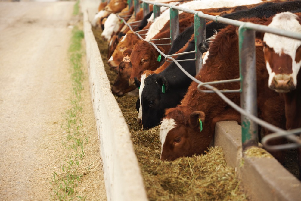 (Photo courtesy Canada Beef Inc.)
