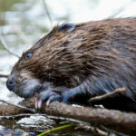 While these busy guys can cause problems, they also provide a host of valuable ecological services, says riparian specialist Kerri O’Shaughnessy.