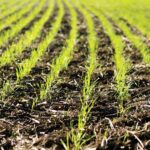 winter wheat