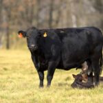 Some New Brunswick cattle producers would consider wintering animals until the feed situation improves on the Prairies.