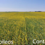 Lucent BioSciences says it has developed a new type of water-insoluble micronutrient fertilizer that can significantly improve plant stand counts and yields in field crops.
