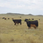 The number of breeding cows in the U.S. has dropped by a million head, which is one of the factors that’s been driving wholesale beef prices higher.