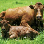 Its’ important to build a rotational system that incorporates diversity in plants and manage those pastures so the plants can continue to grow.