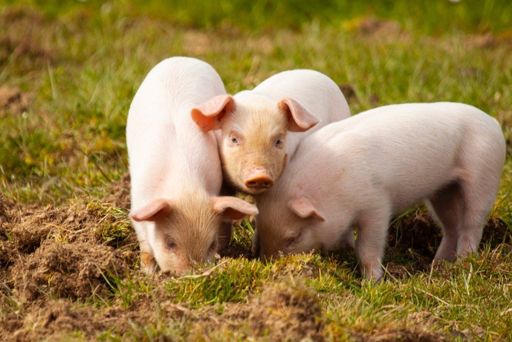 File photo of piglets grazing in a U.K. pasture. (Grandbrothers/iStock/Getty Images)
