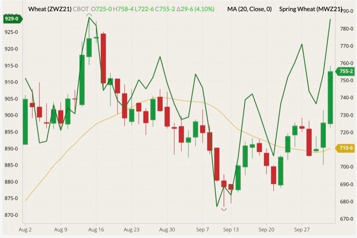 CBOT December 2021 wheat (candlesticks) with 20-day moving average (yellow line) and MGEX December 2021 spring wheat (dark green line, left column). (Barchart)
