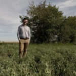 Being able to have Alberta-grown yellow peas processed at the Lovingly Made Ingredients facility in Calgary is a big plus — and better yet, president Chris Shields says his company will be offering “attractive contracts” for growing a new high-protein variety developed by cutting-edge Israeli plant breeder Equinom.
