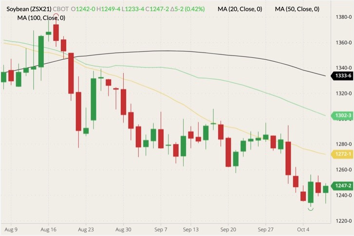 CBOT November 2021 soybeans (candlesticks) with 20-, 50- and 100-day moving averages (yellow, light green and black lines). (Barchart)
