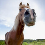 The sense of smell of a horse is a powerful way for it to gather information about the world around it.