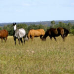 Sensitivity to touch, swelling and heat in the area of the withers would clearly indicate a problem with the withers, however, more subtle changes must also be observed.