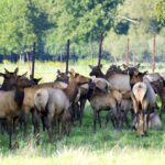 The Canadian Agri-Food Policy Institute is calling for a close of cervid farms to prevent any further spread of chronic wasting disease.