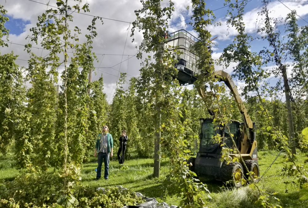 Craft brewer Matt Willerton looks up — way, way up — to check out the crop at Hop To It last month.