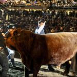 The Alberta Supreme Show (shown here in its 2019 iteration) will showcase breed champions from Farmfair, the Olds Fall Classic and the Lloydminster Stockade Roundup. The grand champion bull and female will receive $20,000 each.