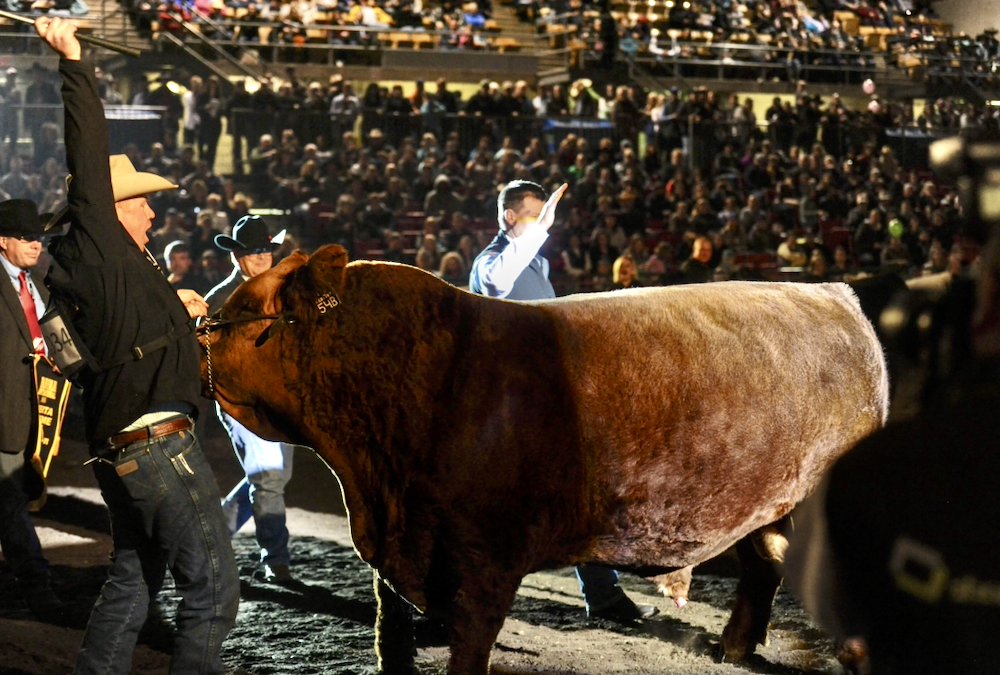The Alberta Supreme Show (shown here in its 2019 iteration) will showcase breed champions from Farmfair, the Olds Fall Classic and the Lloydminster Stockade Roundup. The grand champion bull and female will receive $20,000 each.