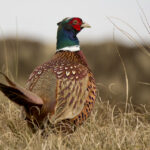 Ring-necked pheasants are one of the upland bird species that benefit from the habitat provided by rights-of-way and ditches.