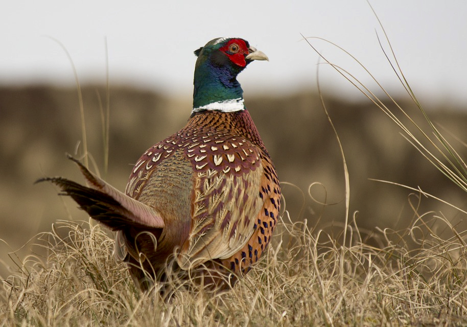 Ring-necked pheasants are one of the upland bird species that benefit from the habitat provided by rights-of-way and ditches.