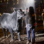 Explore Edmonton is putting in an additional $210,000 in prize money for breed exhibitors this year. But a bigger draw might be rapid on-site COVID testing for exhibitors.