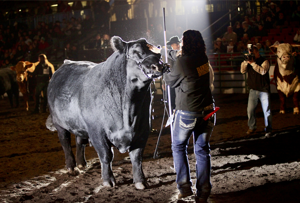 Explore Edmonton is putting in an additional $210,000 in prize money for breed exhibitors this year. But a bigger draw might be rapid on-site COVID testing for exhibitors.