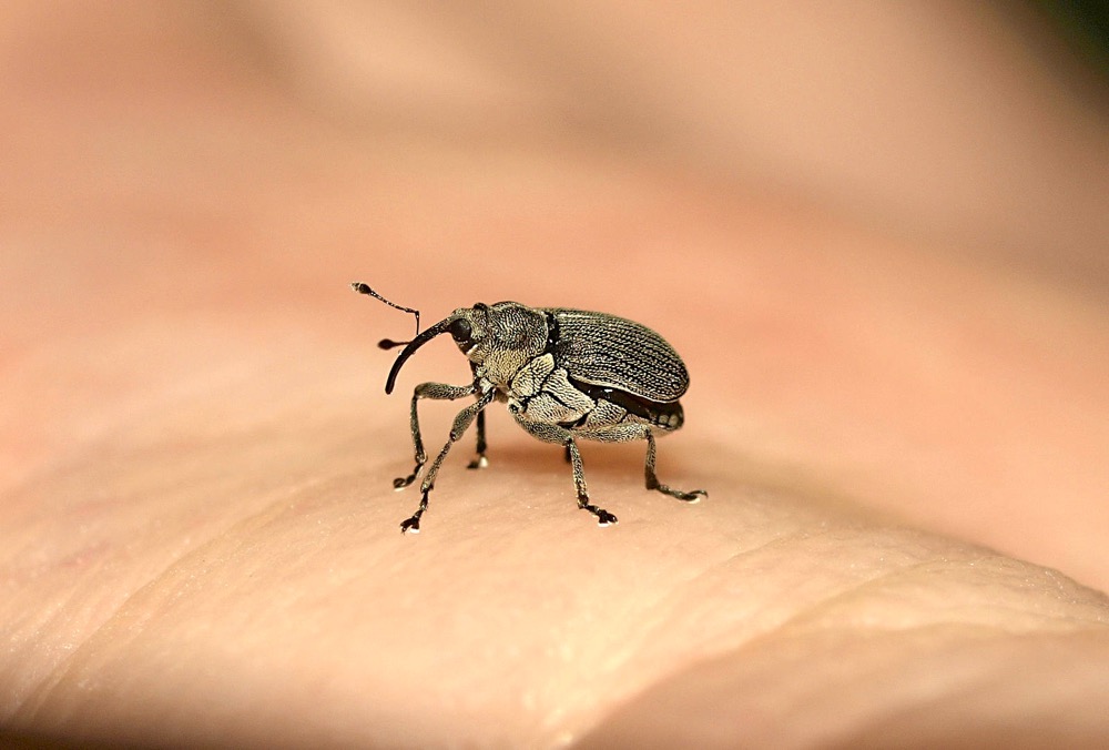 Might insects such as the cabbage seedpod weevil seen here end up in the crosshairs of the latest technology?