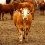 Photo: Canada Beef