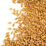 The editorial team at Glacier FarmMedia has created an exciting series of reports and multimedia offerings on a new website called, Seeding the Future.