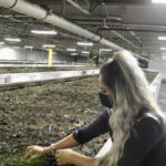 The massive worm beds at Annelida Organics’ two production facilities house 70 million red wigglers, producing about 20,000 pounds of castings (poop) a day, says Brooklynn Fournier, the company’s agricultural account manager.