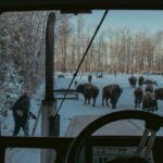 Ordinary farm scenes take on a richness and poignancy in Anna Kuelken’s loving portrait of her family’s bison ranch.