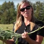 Canola can look healthy but still be infected with clubroot as agronomy specialist Autumn Barnes demonstrates in this Canola Council of Canada video. That’s why it’s now recommended that farmers only grow resistant varieties (but also scout regularly and don’t use tight rotations).