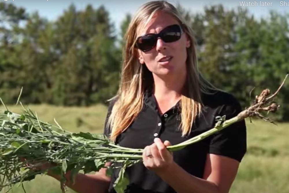 Canola can look healthy but still be infected with clubroot as agronomy specialist Autumn Barnes demonstrates in this Canola Council of Canada video. That’s why it’s now recommended that farmers only grow resistant varieties (but also scout regularly and don’t use tight rotations).