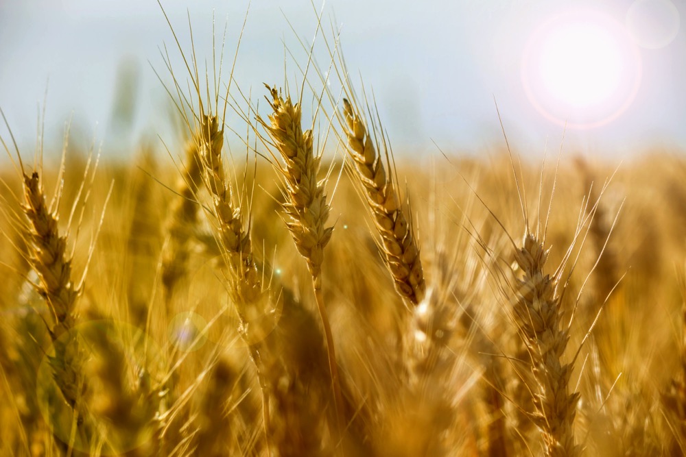 File photo of a wheat crop in Argentina. (Gracieross/iStock/Getty Images)
