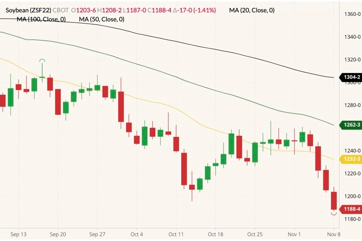 CBOT January 2022 soybeans (candlesticks) with 20-, 50- and 100-day moving averages (yellow, dark green and black lines). (Barchart)
