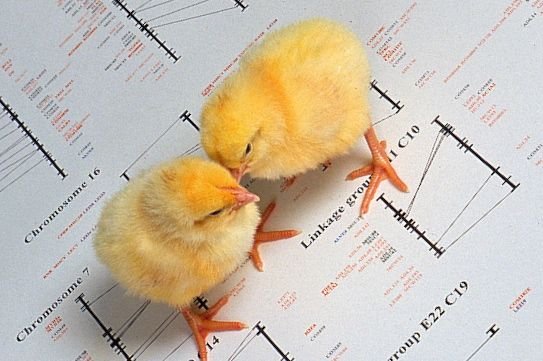 Chicks atop images from a genetic map of a chicken. (Peggy Greb photo courtesy ARS/USDA)
