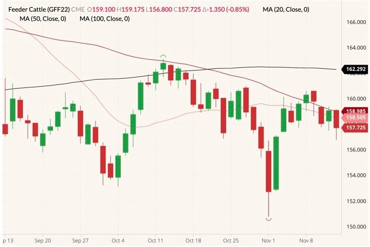 CME January 2022 feeder cattle (candlesticks) with 20-, 50- and 100-day moving averages (pink, dark red and black lines). (Barchart)
