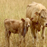 Many producers hit by drought aren’t getting pasture insurance payouts because rain fell at weather stations 20 kilometres from their ranch, say officials from cattle groups.