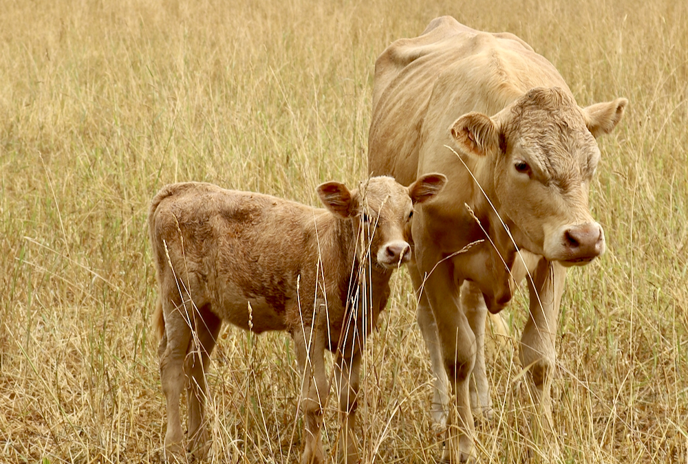 Many producers hit by drought aren’t getting pasture insurance payouts because rain fell at weather stations 20 kilometres from their ranch, say officials from cattle groups.