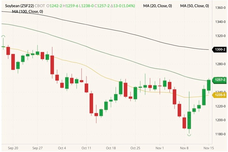 CBOT January 2022 soybeans (candlesticks) with 20-, 50- and 100-day moving averages (yellow, dark green and black lines). (Barchart)
