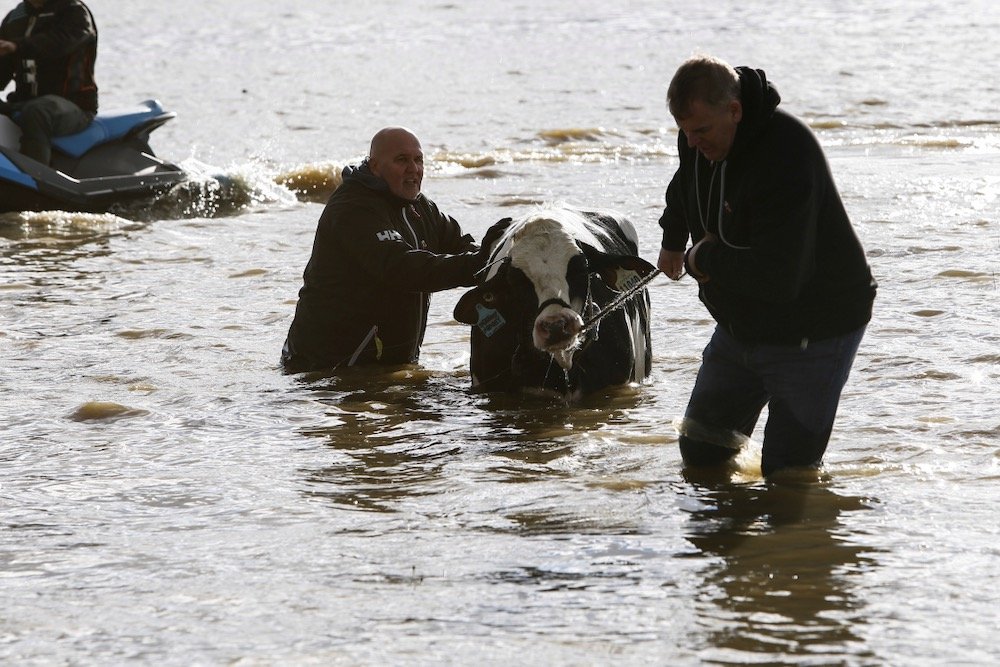 Farmers and community members help to rescue stranded cattle from a farm at Abbotsford, B.C. on Nov. 16, 2021, after rainstorms caused flooding and landslides in the area. (Photo: Reuters/Jesse Winter)
