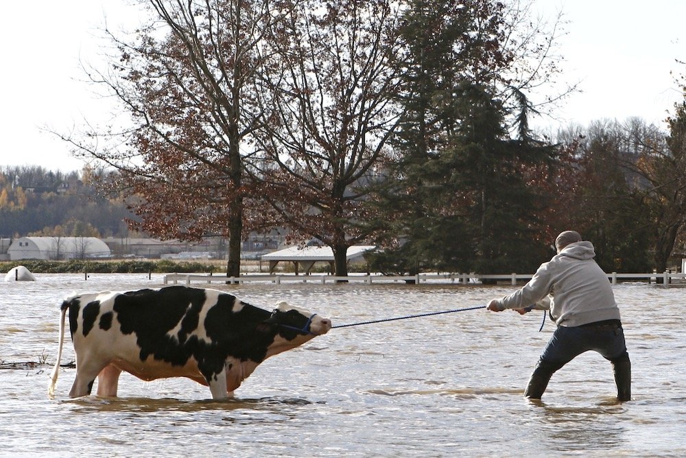 Community members struggle to rescue stranded cattle from an Abbotsford, B.C.-area farm on Nov. 16, 2021 after rainstorms caused flooding and landslides in the region. (Photo: Reuters/Jesse Winter)
