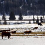 Alberta Beef Producers sets dates for producer meetings