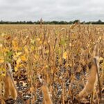 A soybean crop at Headingley, Man. on Sept. 2, 2021. (Dave Bedard photo)