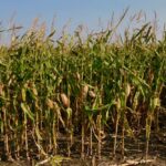 Standing corn north of St. Adolphe, Man. on Sept. 19, 2021. (Dave Bedard photo)