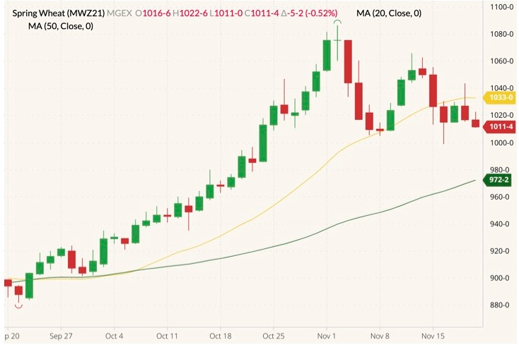 MGEX December 2021 wheat (candlesticks) with 20- and 50-day moving averages (yellow and dark green lines). (Barchart)
